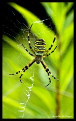 Argiope bruennichi