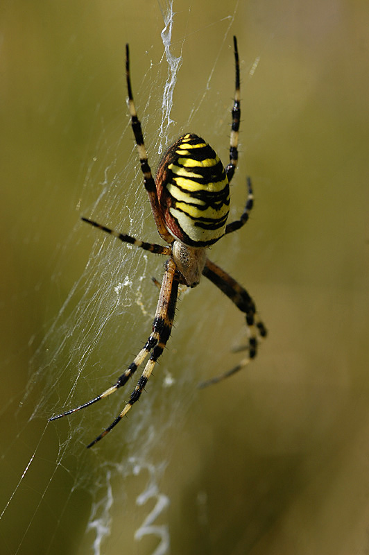 Argiope bruennichi ...die Zebra oder Wespenspinne