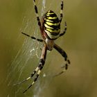 Argiope bruennichi ...die Zebra oder Wespenspinne