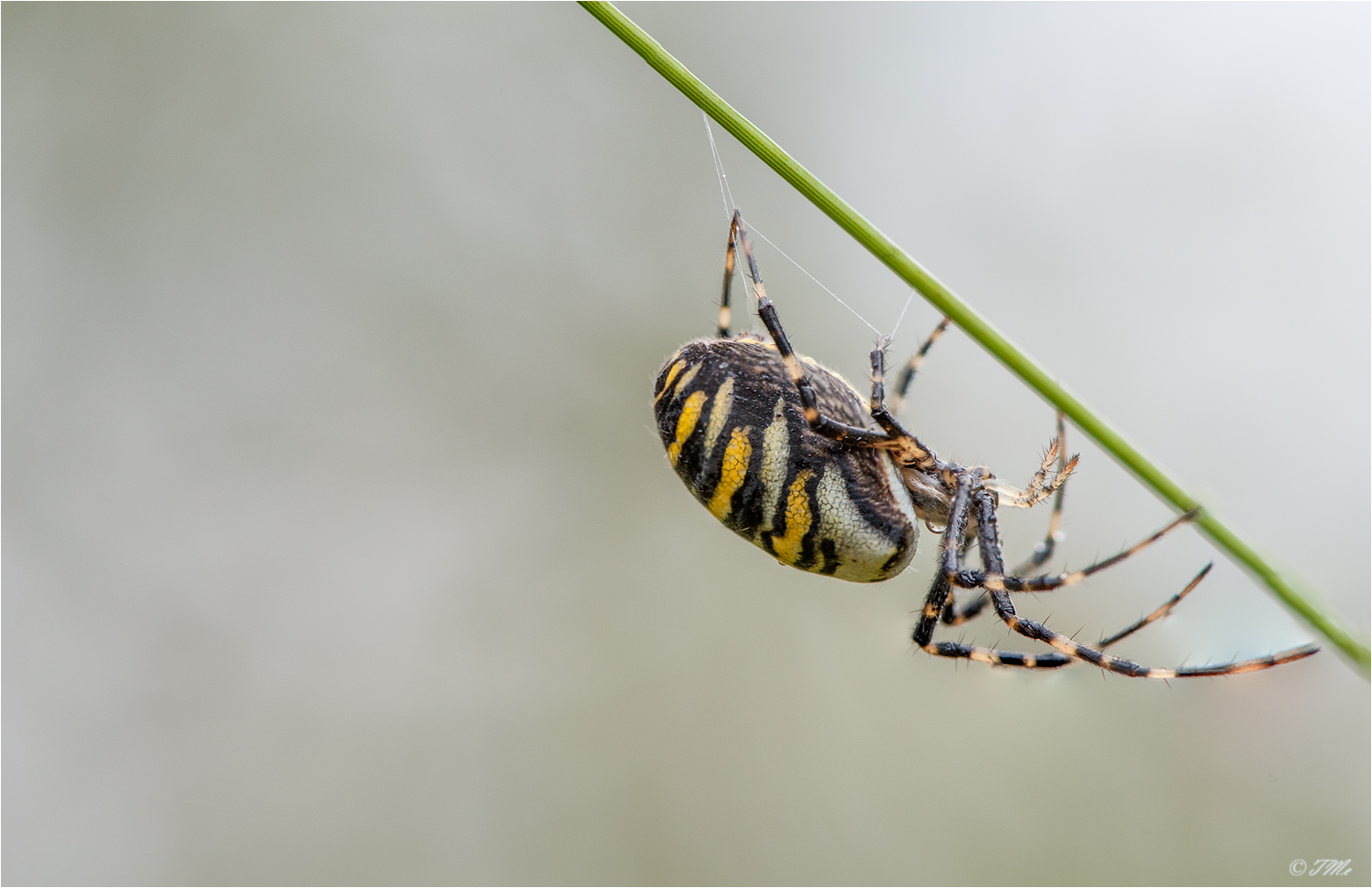 Argiope bruennichi...