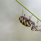 Argiope bruennichi...