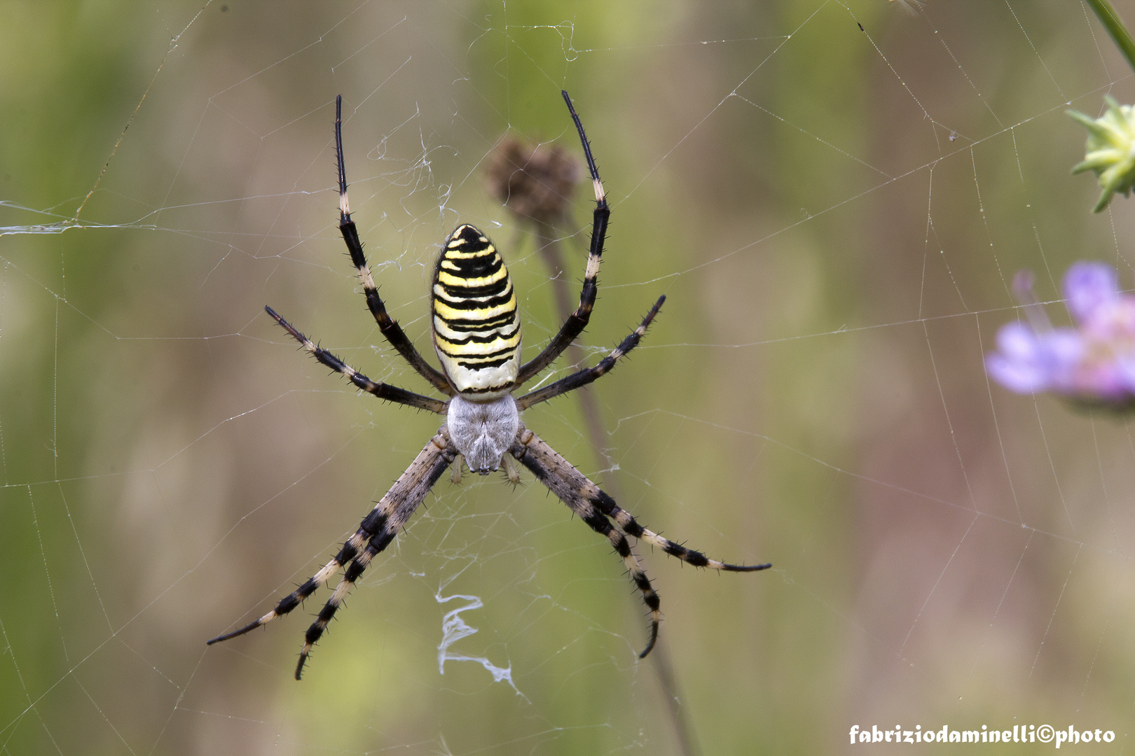 Argiope bruennichi