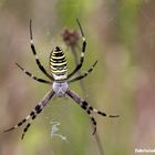 Argiope bruennichi