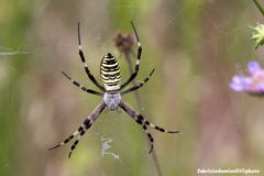 Argiope bruennichi