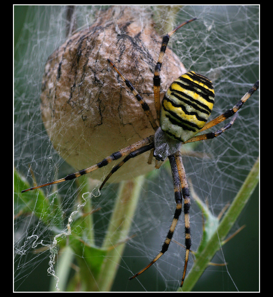 Argiope bruennichi