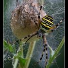 Argiope bruennichi