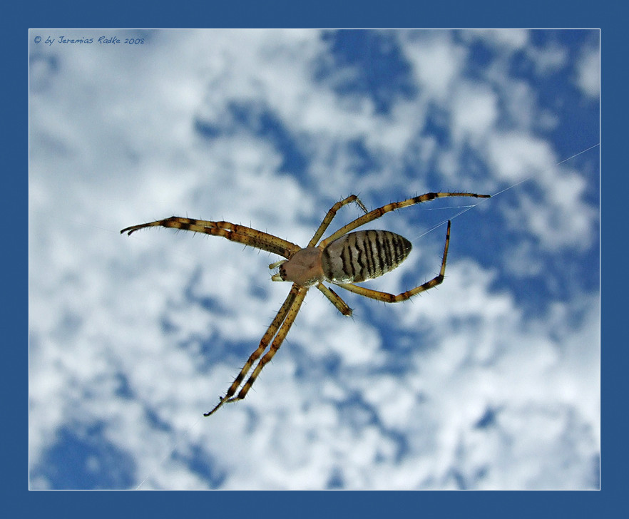 Argiope bruennichi