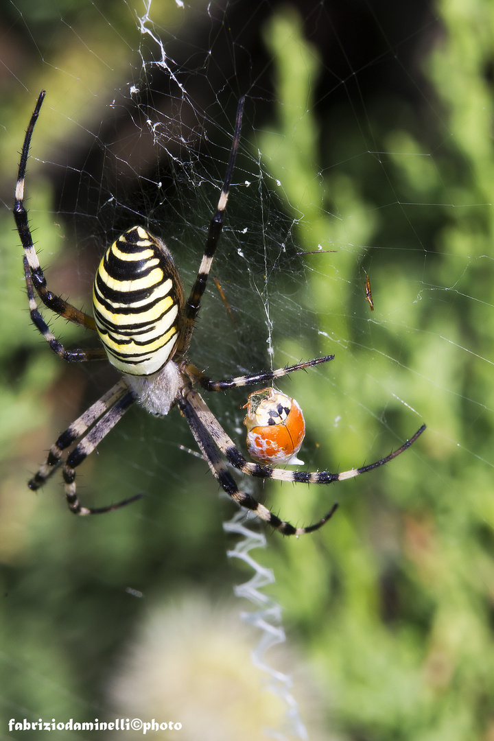 Argiope Bruennichi (Scopoli 1772)