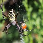 Argiope Bruennichi (Scopoli 1772)