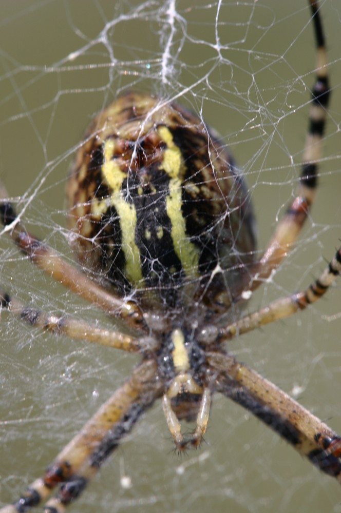 Argiope bruennichi von unten