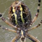 Argiope bruennichi von unten