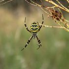 Argiope bruennichi - wasp spider.