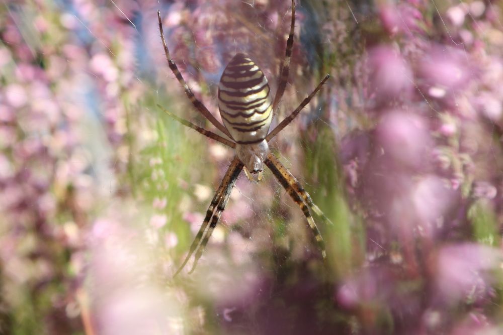 Argiope bruennichi (Wespenspinne)