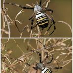 Argiope bruennichi - Wespenspinne