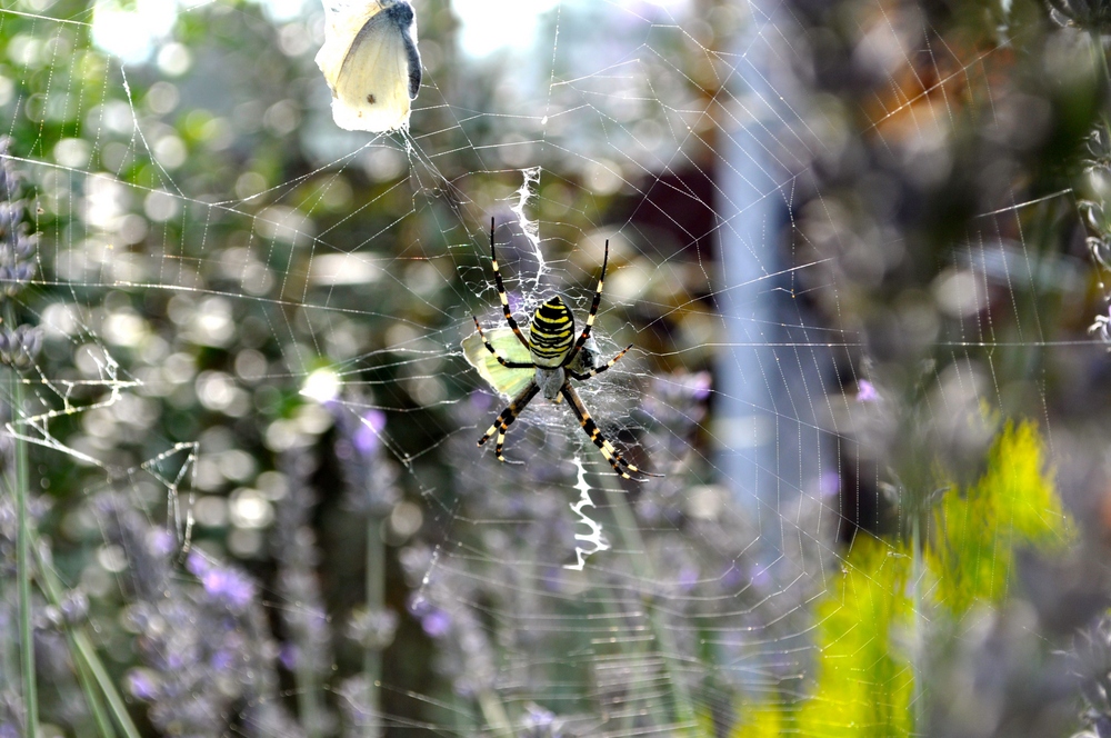 Argiope bruennichi (Wespenspinne) bei uns im Garten