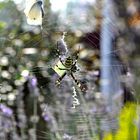 Argiope bruennichi (Wespenspinne) bei uns im Garten