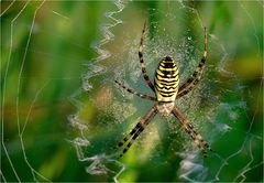 Argiope bruennichi - Wespenspinne, Zebraspinne