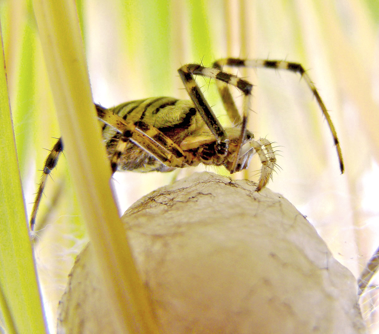 Argiope bruennichi - Wespenspinnenmutter mit Kokon