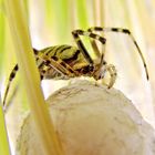 Argiope bruennichi - Wespenspinnenmutter mit Kokon