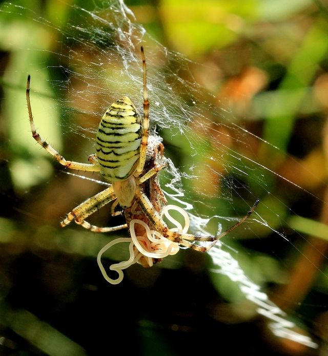 Argiope bruennichi,Locust,Nematomorpha