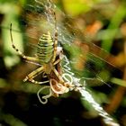 Argiope bruennichi,Locust,Nematomorpha