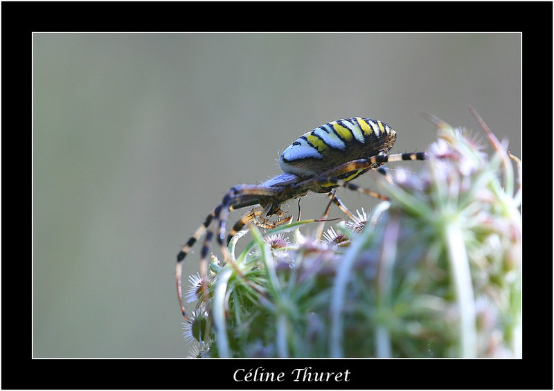 Argiope