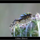 Argiope