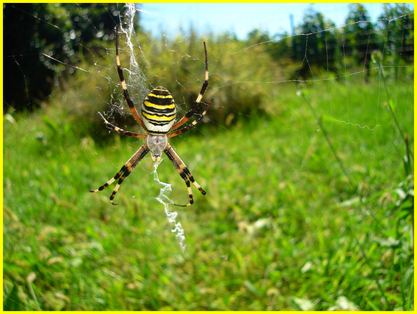 Argiope