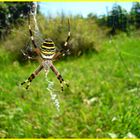 Argiope