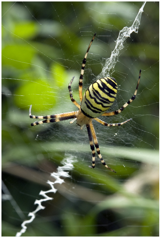 Argiope dans sa toile stabilisée