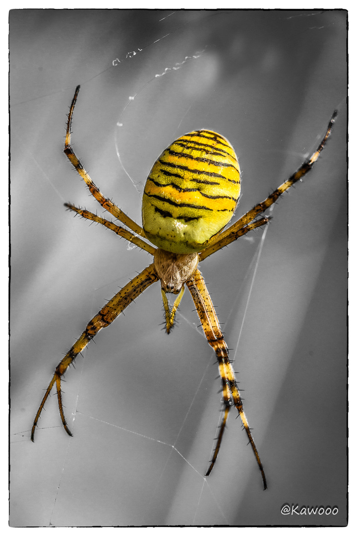 Argiope, die mit der Wespentallie