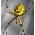 Argiope, die mit der Wespentallie