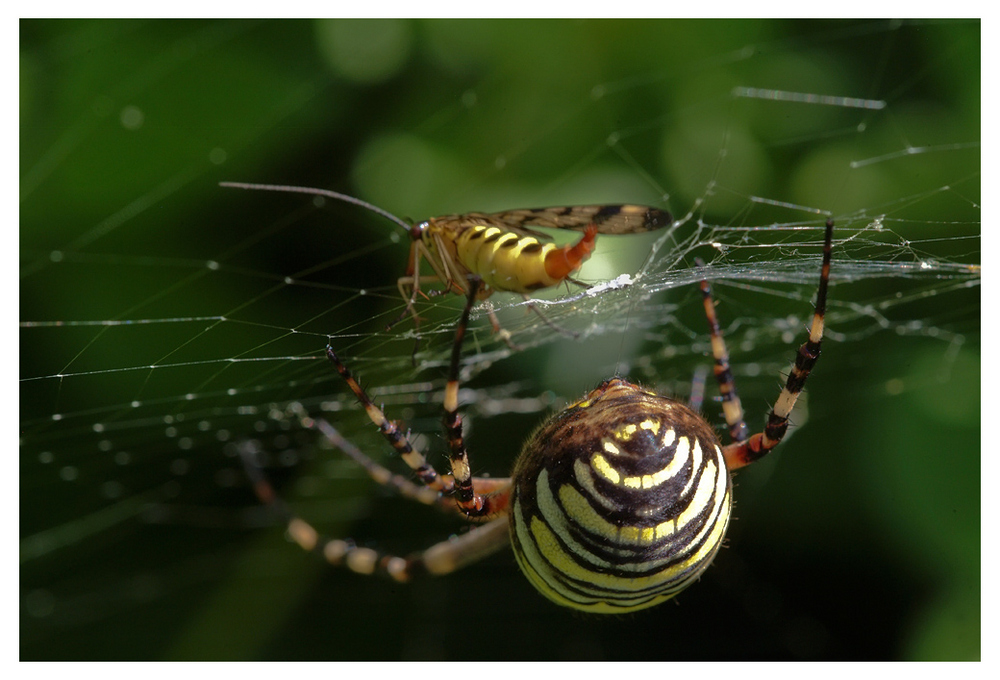 Argiope et Panorpe (Elle s'en est sortie !)