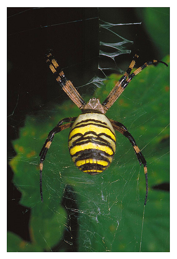 ARGIOPE  FASCIATA