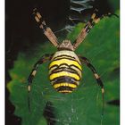 ARGIOPE  FASCIATA