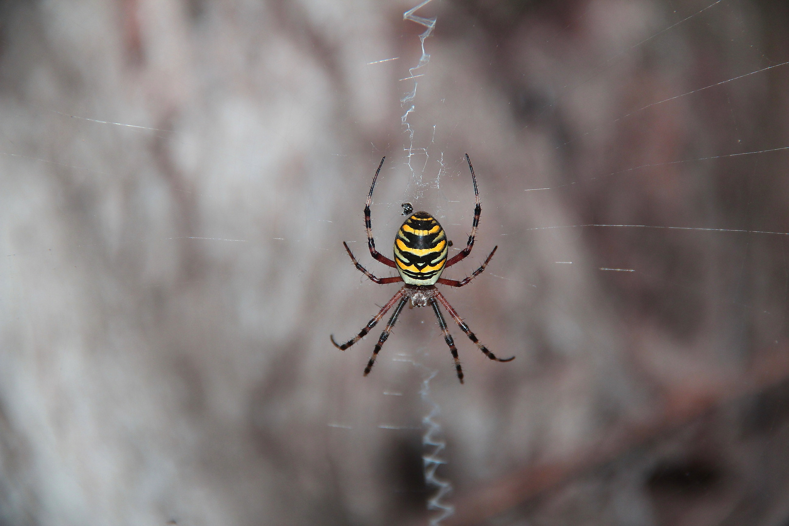 Argiope fasciata o ragno vespa