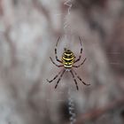 Argiope fasciata o ragno vespa