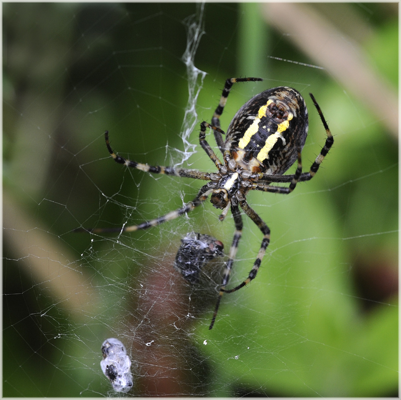 Argiope fasciée