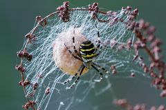 Argiope fasciée