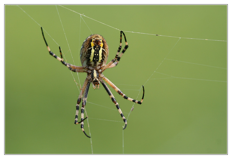 Argiope fasciée se fait une toile