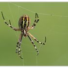 Argiope fasciée se fait une toile