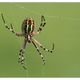 Argiope fascie se fait une toile