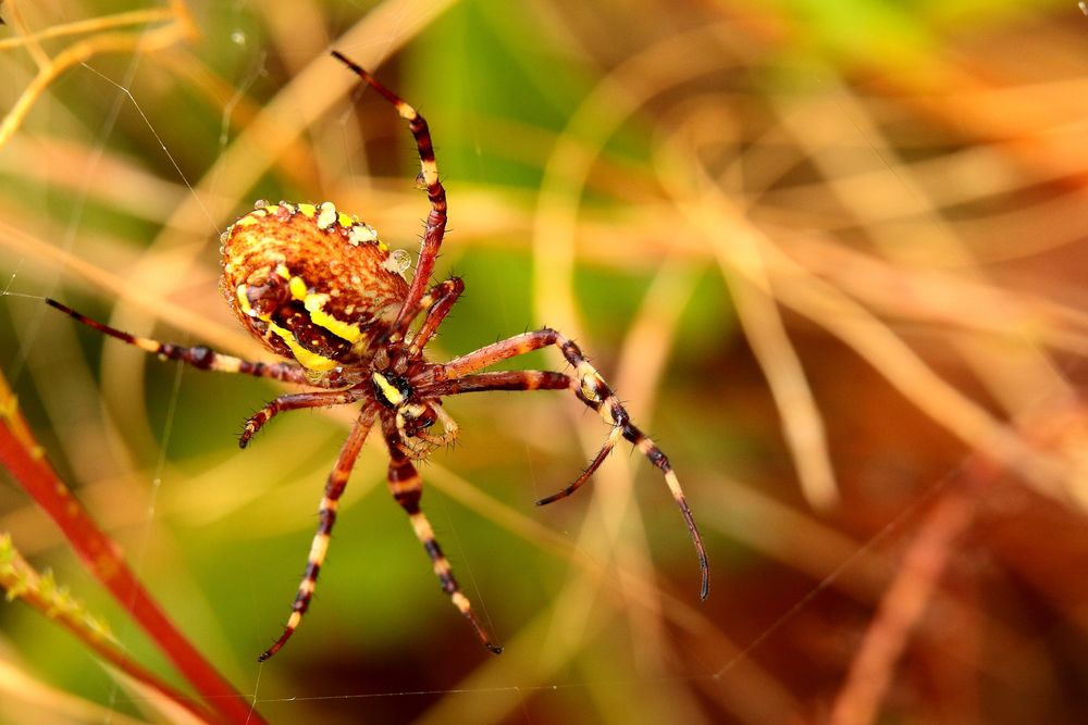 Argiope frelon 