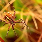 Argiope frelon 