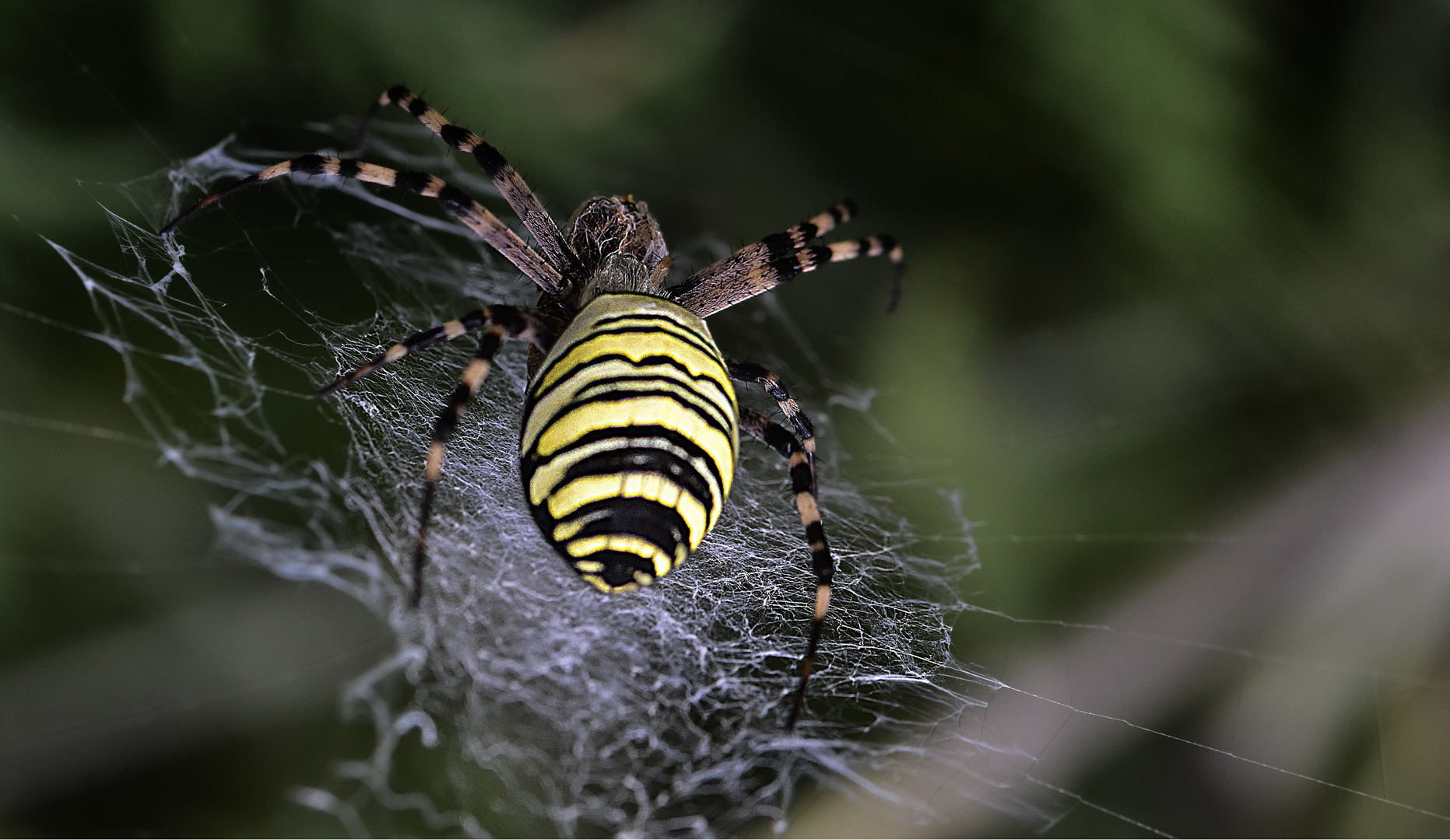 argiope frelon