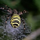 argiope frelon