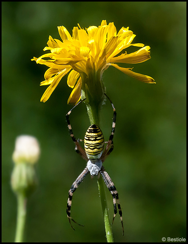 Argiope frelon