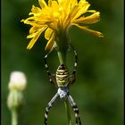 Argiope frelon