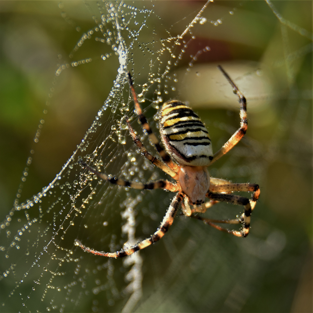 Argiope frelon