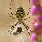 Argiope frelon